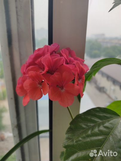 Комнатные цветы