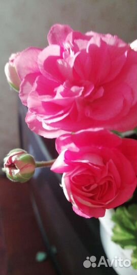 Пеларгонии сортовые