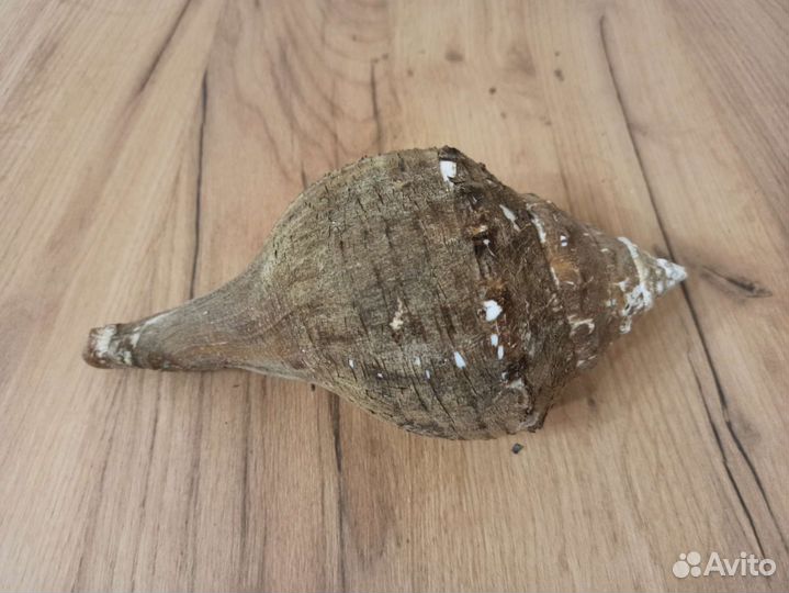 Морская раковина