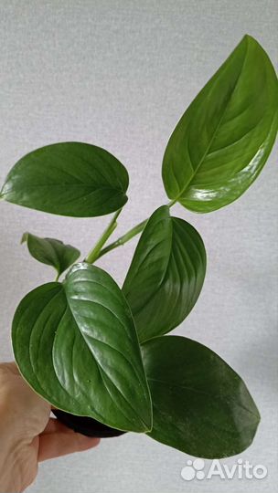 Сциндапсусы Эпипремнумы Комнатные растения Цветы