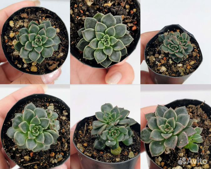 Суккуленты разные