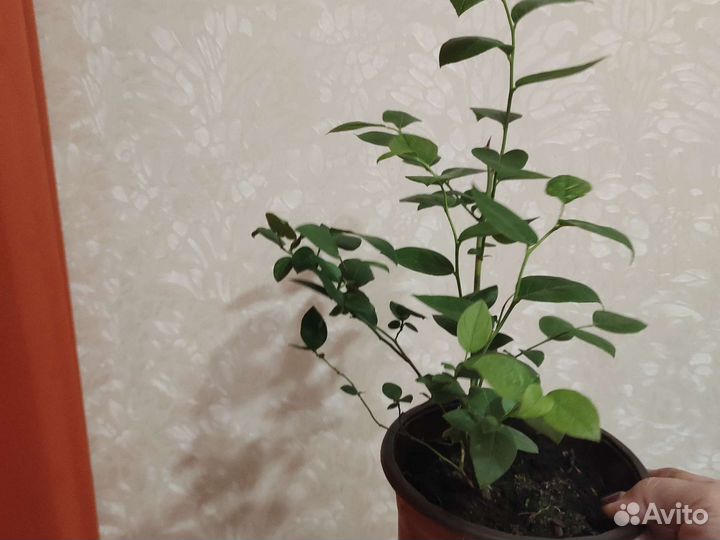 Саженцы голубики