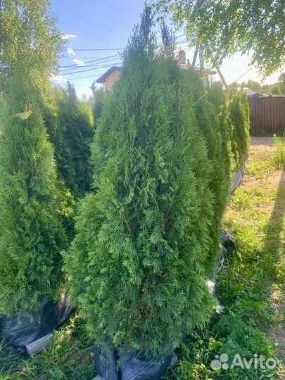 Туя смарагд