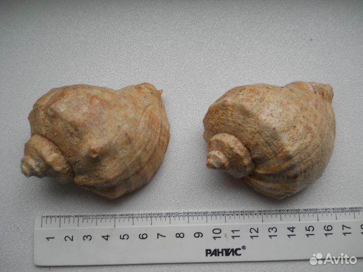 Ракушки морские