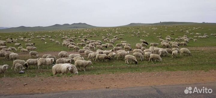 Овцы бараны