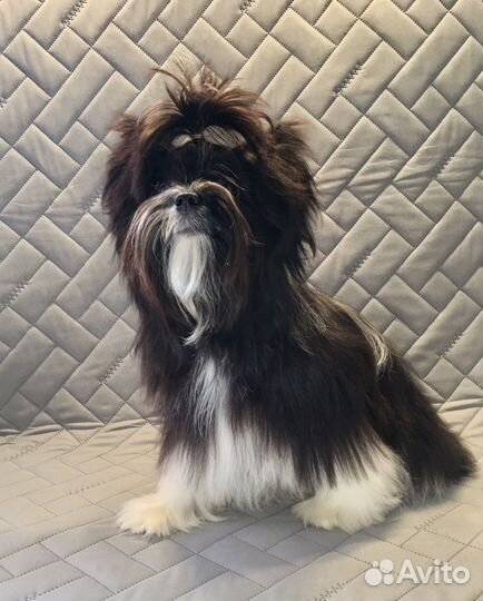 Бивер йорк мальчик