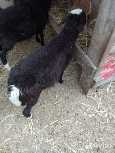 Ягнята баранчики