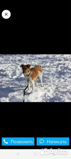 Собаки ищут дом