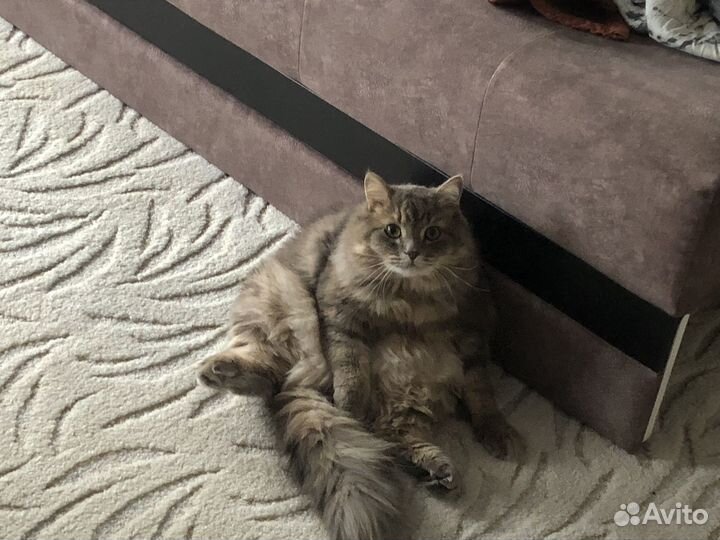 Отдам кота в добрые руки
