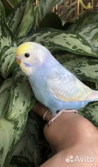 Волнистый попугай радужного окраса