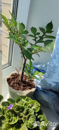 Аморфофаллус