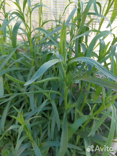 Рассада эстрагон