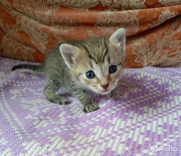 Котят