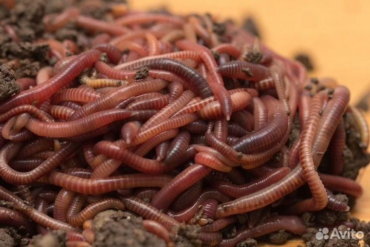 Черви опарыш Дендробена Мотыль