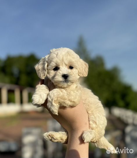 Мини девочка мальтипу