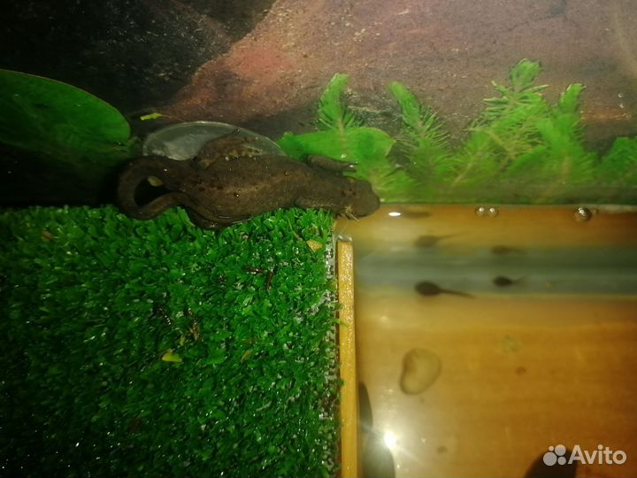 Аквариумы, рыбки, оборудование, растения, тритоны