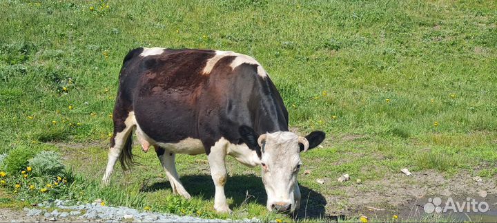 Корова дойная с теленком