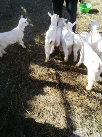 Продаются козлята