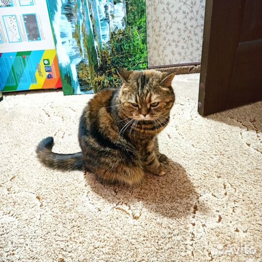 Британская кошка бесплатно