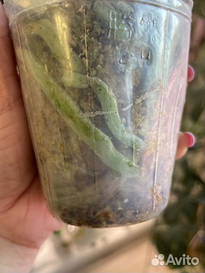 Фаленопсисы, псевдоэрантемум