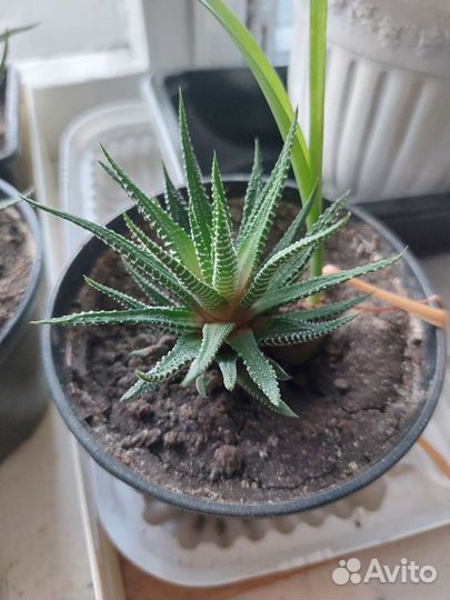 Цветы домашние продам