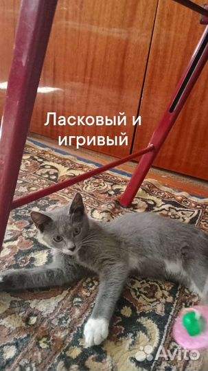 Котенок