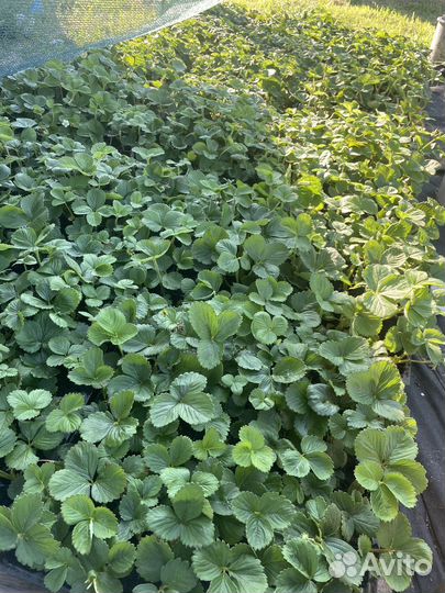 Рассада клубники