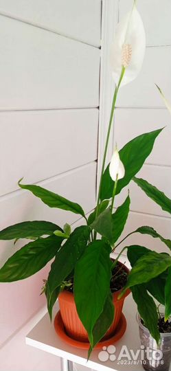 Спатифиллум(женское счастье), филодендрон