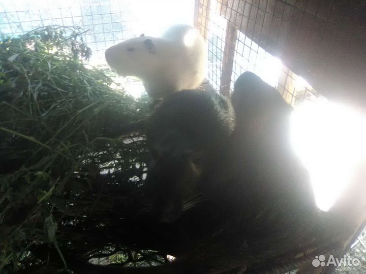 Нутрии маски три с половиной месяца