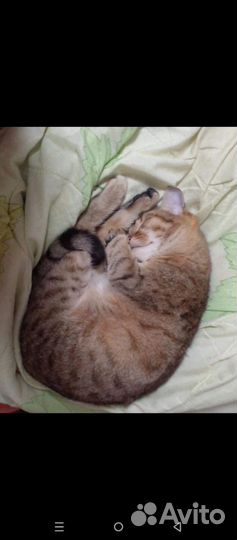 Котёнок девочка