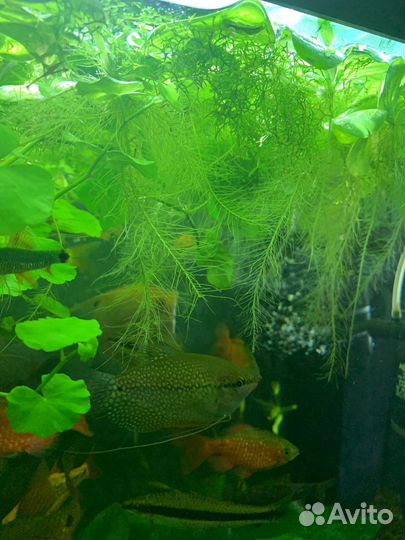 Моллинезия, попугай пельвик,ампулярия, пистия