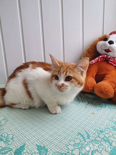 Кошка в дар бесплатно