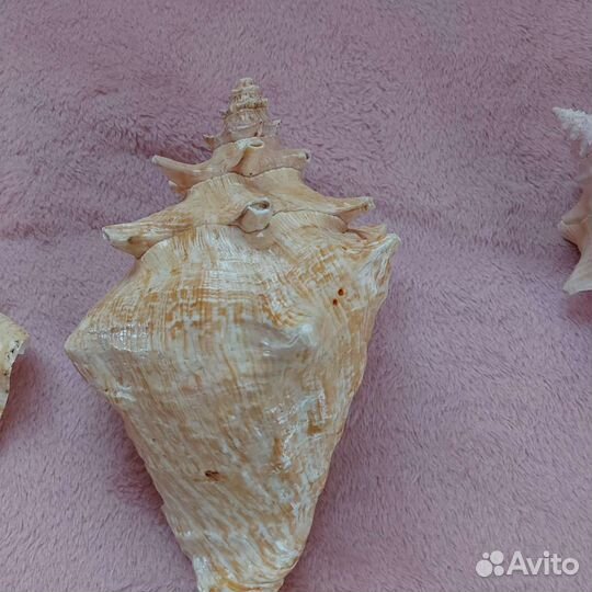 Ракушки морские большие