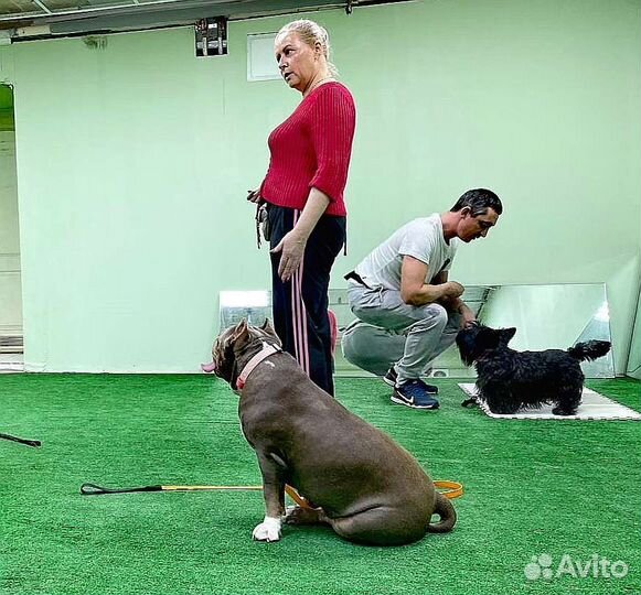 Почасовая аренда спортивного зала для собак