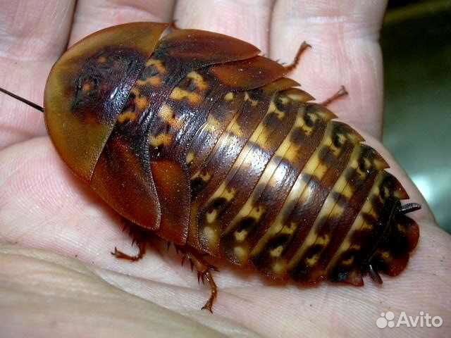 Корм для рептилий, амфибий, птиц, ежей, пауков