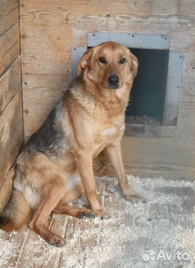 Собака с надеждой в глазах