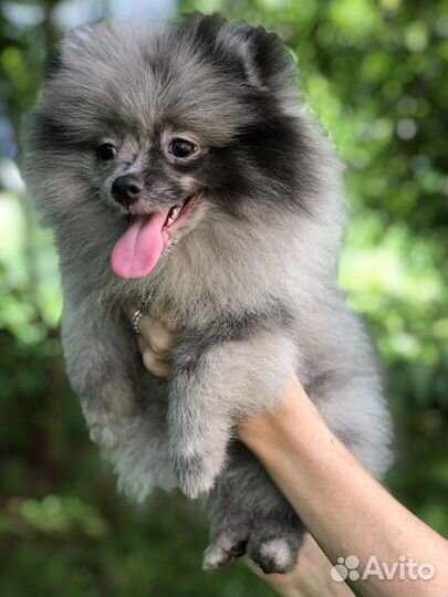 Щенки шпица