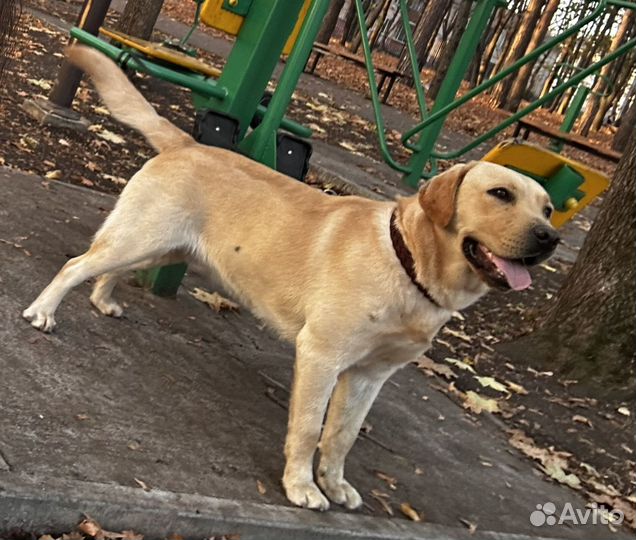 Кобель лабрадора вязка