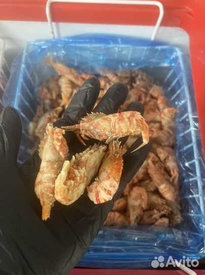 Креветка медведка