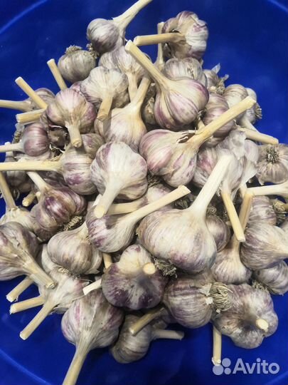 Чеснок