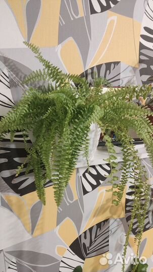 Папоротник