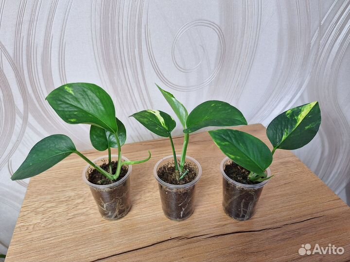 Эпипремнум, Сциндапсус, Филодендрон