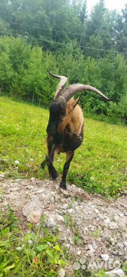 Услуги Козел альпиец и бык Джерси