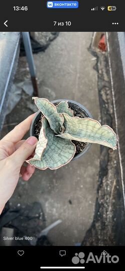 Сансевиерия в ассортименте