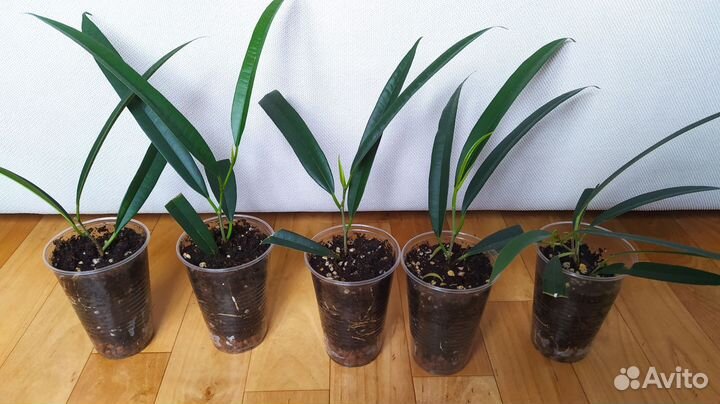 Фикус Али (Биннендийка)