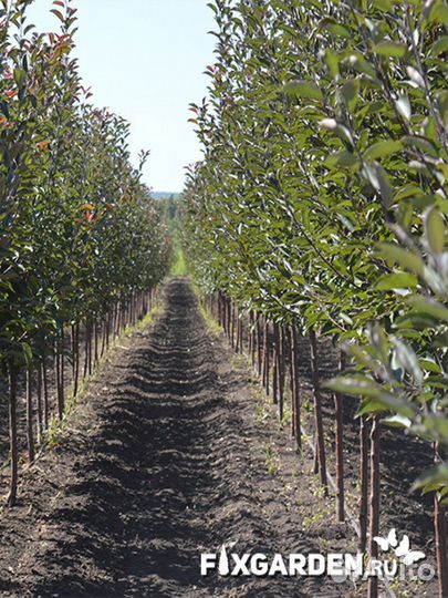 Яблоня декоративная Высота от 100см