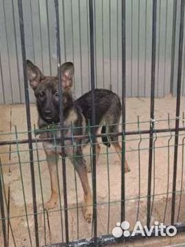 Девочка,5 мес.в добрые руки