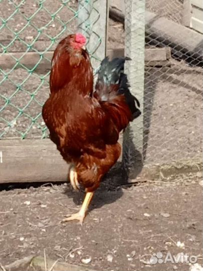 Петух Орловской породы