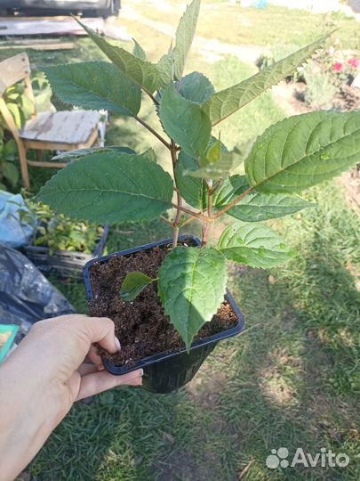 Гортензия древовидная Руби Анабель