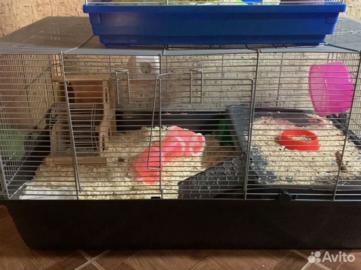 Хомяк с клеткой